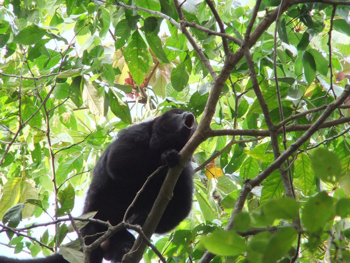 Hickatee Cottages, Belize, Central America Punta Gorda Εξωτερικό φωτογραφία