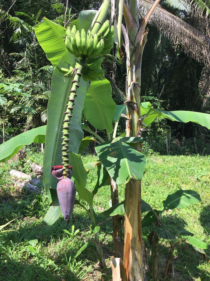 Hickatee Cottages, Belize, Central America Punta Gorda Εξωτερικό φωτογραφία